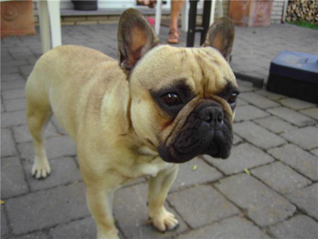 Ike dit oscar des Bouly du Bonheur